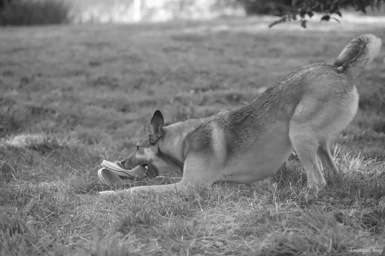 Chien dans un jardin