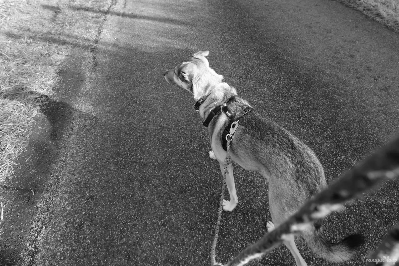 Éducation canine