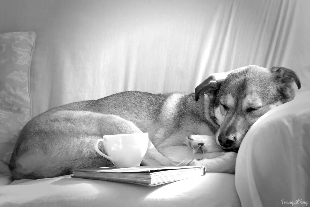 La pause éducative